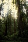 Vista de los árboles de secuoyas, California, EE.UU. - foto de stock
