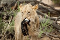 Löwe mit Honigdachs im Maul — Stockfoto