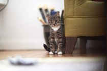 Cat looking towards living room floor — стоковое фото