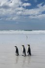 Pinguins-rei caminhando em direção ao mar, Port Stanley, Ilhas Malvinas, América do Sul — Fotografia de Stock