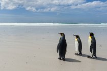King penguins walking towards sea, Port Stanley, Falkland Islands, South America — Stock Photo