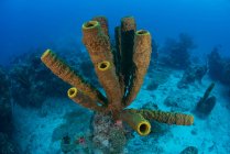 Éponges sur fond marin, Xcalak, Quintana Roo, Mexique, Amérique du Nord — Photo de stock