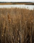Вид на суху траву, крупним планом — стокове фото
