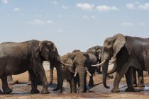 Африканские слоны пьют в Савути, национальном парке Чобе, Ботсване — стоковое фото