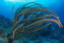 Korallen auf dem Meeresboden, xcalak, quintana roo, Mexiko, Nordamerika — Stockfoto