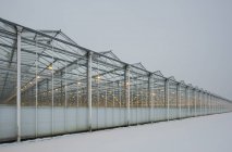 Greenhouse using LED lights, Made, Noord-Brabant, Netherlands — Stock Photo