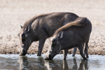 Zwei Warzenschweine, phacochoerus africanus, Trinkwasser am Wasserloch, kalahari, botswana — Stockfoto
