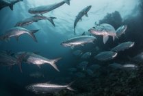 School of tarpon fish at reef, Xcalak, Quintana Roo, México, América del Norte - foto de stock
