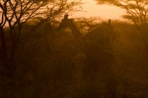 Deux girafes réticulées au coucher du soleil, conservation de Kalama, Samburu, Kenya — Photo de stock