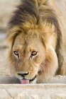 Вид самца африканского льва, выстрел в голову — стоковое фото