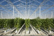 Righe di peperoni che crescono in serra, Zevenbergen, Brabante settentrionale, Paesi Bassi — Foto stock