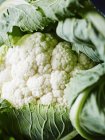 Close up of ripe tasty cauliflower with green leaves — Stock Photo