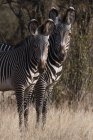 Duas belas zebras Grevys em Kalama Conservancy, Samburu, Quênia — Fotografia de Stock