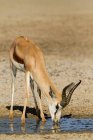 Springbockantilope trinkt Wasser aus Pfütze in trockener Wüste, Afrika — Stockfoto