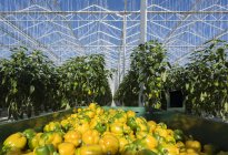 Harvested peppers in greenhouse, Zevenbergen, North Brabant, Netherlands — Stock Photo
