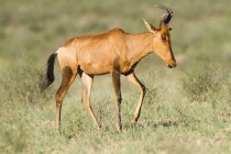 Beautiful red hartebeest walking in tall grass — Stock Photo