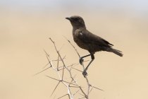 Pássaro sentado no galho arbusto em Nxai Pan, Botsuana — Fotografia de Stock