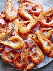 Still life of tiger prawns on ice, overhead view — Stock Photo
