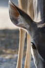 Imagem cortada de fêmea maior kudu água potável no Botswana — Fotografia de Stock