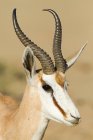 Portrait of one springbok with horns standing in desert — Stock Photo