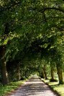 Avenue verte bordée d'arbres à Rugen, Allemagne — Photo de stock
