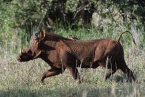 Warthog correndo com oxpecker de bico amarelo em suas costas no parque nacional de tsavo — Fotografia de Stock