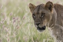 Retrato de leoa andando no campo de grama roxa — Fotografia de Stock
