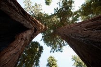 Alberi di sequoia giganti, Sequoia National Park, California, USA — Foto stock