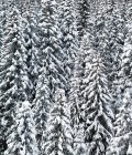 Schneebedeckte Bäume, majestätisches Massiv, französische Alpen — Stockfoto