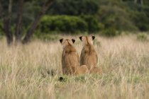 Vista trasera de dos leonas sentadas en la hierba en Masai Mara, Kenia - foto de stock