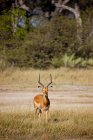 Impala mâle debout dans l'herbe au Botswana, Afrique — Photo de stock