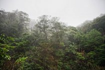 Scena della foresta, Kirishima, Kyushu, Giappone — Foto stock