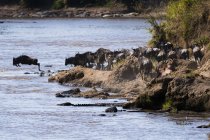 Гну перетину Мара річки банку, Масаі Мара Національний заповідник, Кенія — стокове фото
