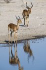 Dois impalas masculinos em pé perto do poço — Fotografia de Stock