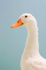White goose with orange beak on blue background — Stock Photo
