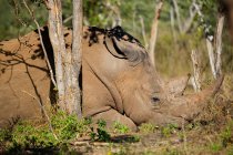 Rinoceronte blanco masculino, Parque Nacional Mosi-Oa-Tunya, Zambia, África - foto de stock