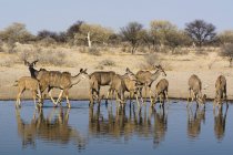 Greater kudus drinking water from waterhole in Kalahari, Botswana — Stock Photo