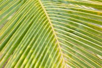 Vista de folha de palma verde, close-up — Fotografia de Stock