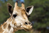 Muso di una giraffa che distoglie lo sguardo, vicino — Foto stock