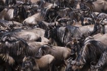 Herd of wildebeests on Mara river bank, Masai Mara National Reserve, Kenya — Stock Photo