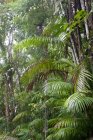 View of lush palm trees, Tobago — Stock Photo