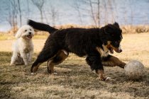 Berner Sennenhundewelpe und Malteser Pudel spielen gemeinsam in einem Park. — Stockfoto
