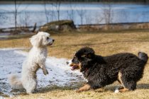 Bernese Mountain Dog cachorro y caniche maltés jugando juntos en un parque. - foto de stock