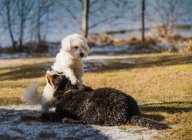 Bernese Mountain Dog cachorro y caniche maltés jugando juntos en un parque. - foto de stock