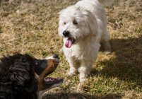 Bernese Mountain Dog puppy and Maltese Poodle playing together in a park. — Stock Photo