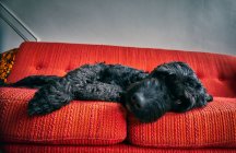Close up of black dog lying on red sofa, Vasterbottens Lan, Sweden. — Stock Photo