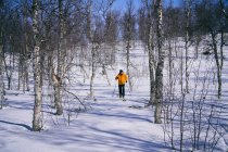 Man cross-country skiing in Vasterbottens Lan, Sweden. — Stock Photo