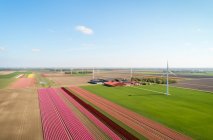 Blick auf Zwiebelfelder, Landschaft im Norden der Niederlande mit Windrädern — Stockfoto