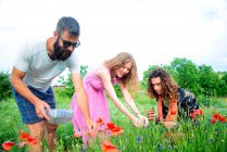 Dois homens e uma mulher escolhendo papoilas vermelhas em um prado com grama verde — Fotografia de Stock