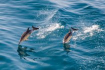 Vista de ángulo alto de dos delfines nariz de botella saltando en el Océano Atlántico. - foto de stock